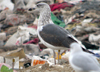 juvenile LBBG, ringed in the Netherlands.